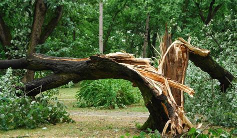 what trees can be cut down without permission in the philippines|Consult Atty Claire: Can neighbor cut our tree's branches.